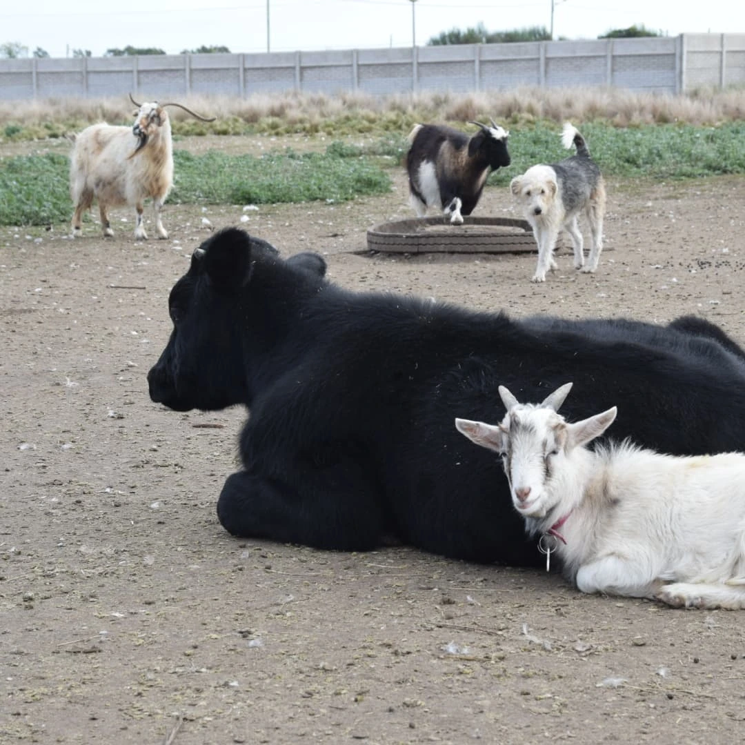 Animales conviviendo en armonía